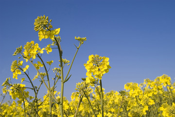 Oilseed Rape
