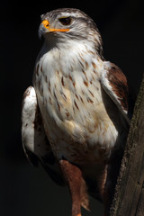 Ferruginous Hawk