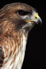 Hawk Eye