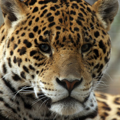 Closeup Of Jaguar
