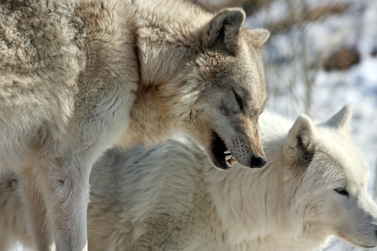Winter Wolves