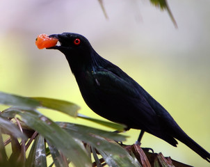 New Guinea Metallic Starling