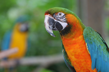 Colorful Macaw