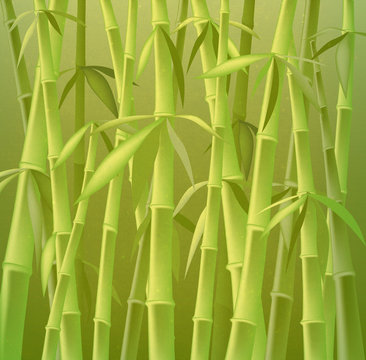 bamboo trees © dip