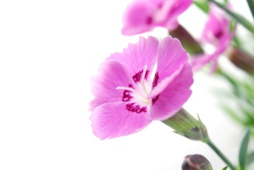 Fototapeta na wymiar pink carnations