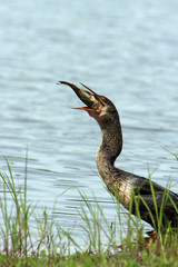Anhinga By The Water
