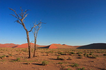 A dead Camel Thorn tree near Sossusvlei in the Namib Desert,