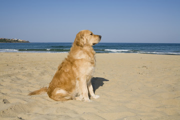 Golden Retriever on the beach