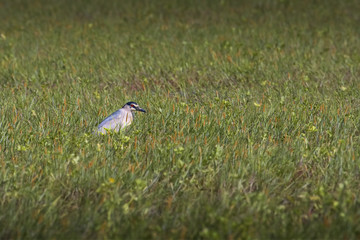 Nitticora (in mezzo ad un campo)