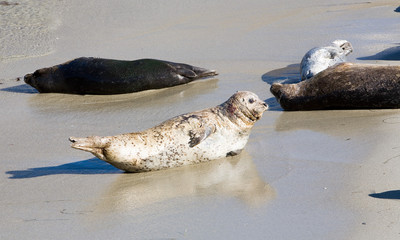 Obraz premium White Seal in Sand