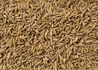 Cumin