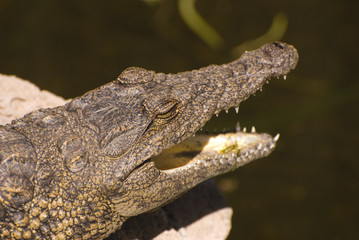 Head of an Alligator (Alligator Mississippiensis)