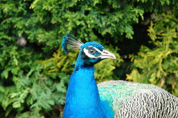 Obraz premium peacock