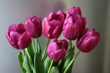 Purple tulips