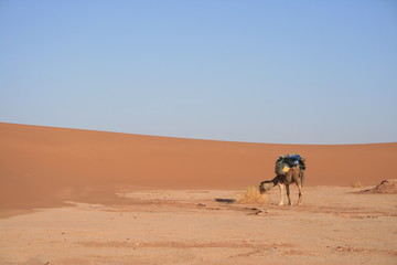 Dromadaire dans le Sahara