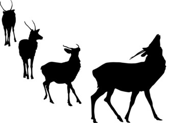 buck deer grunting silhouette