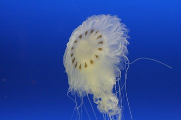 jellyfish