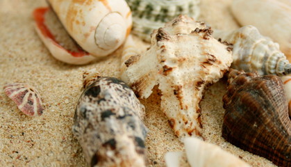 sable et coquillage