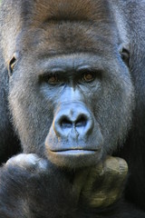 gorilla