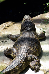 Alligator