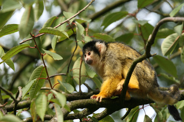 Black-capped squirrel monkey in tree