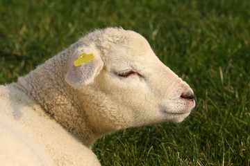 Portrait of a lamb