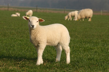 Little lamb in the field