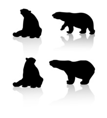 Bears