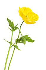 Welsh poppy (Meconopsis cambrica) isolated