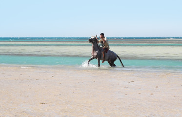 Horse and the sea