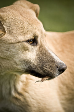 Headsot of a dog