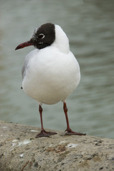 mouette melanocéphale