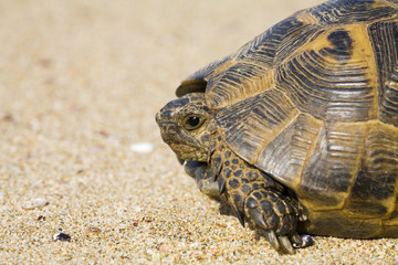 Spur-thighed tortoise