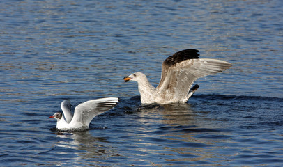 Möwe
