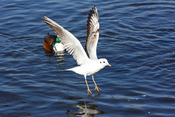 Möwe
