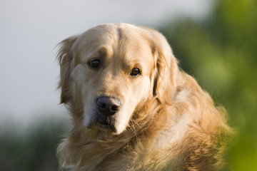 Obraz premium Golden retriever