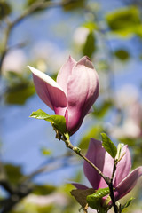 Gorgeous beauty of Magnolia