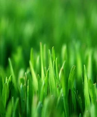 Gordijnen groen gras © Horticulture