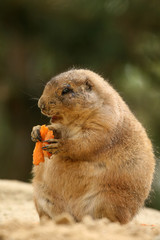 Prairie-dog eating carrot