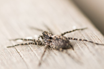 Wolf spider