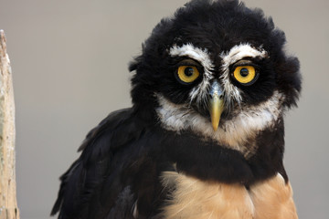 The Look