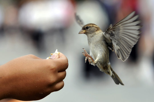moineau en vol