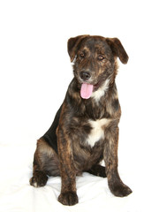 Obraz premium Young Dog