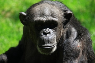 schimpanse