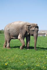 Elefant it the citypark