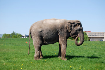 Elefant eating
