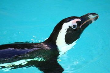 Pinguin