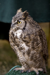 Great Horned Owl 1