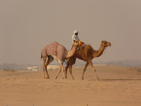 Dromadaires à Dubai