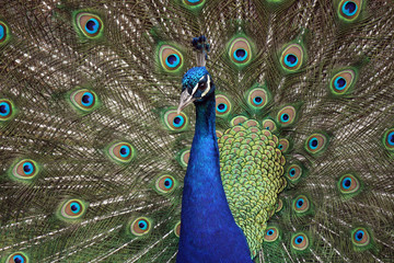 Obraz premium Trying Too Hard